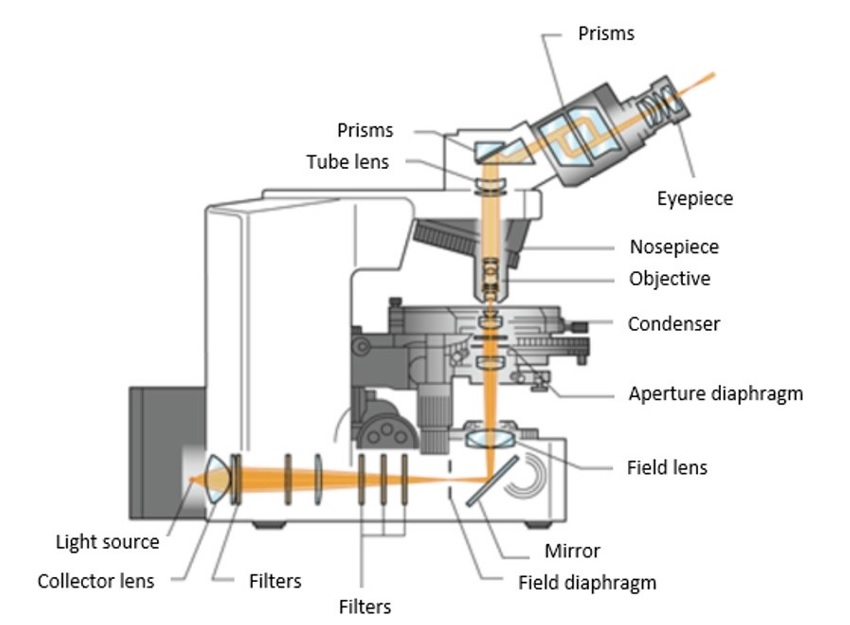 Bright Field Microscopy